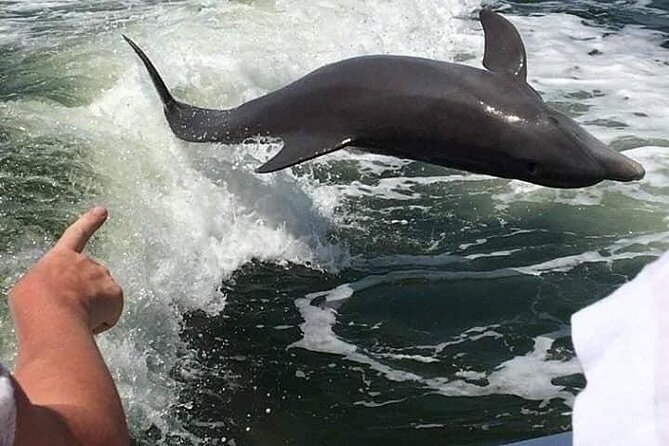 Myrtle Beach Dolphin Cruise