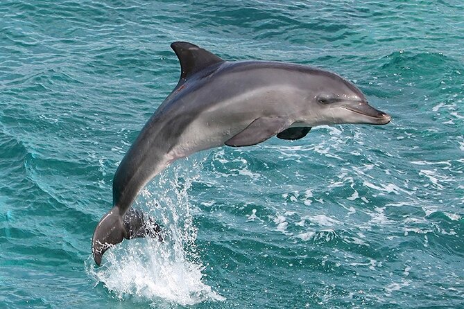 Myrtle Beach Sunset Dolphin Cruise Experience in Murrells Inlet - Amenities and Accessibility Features