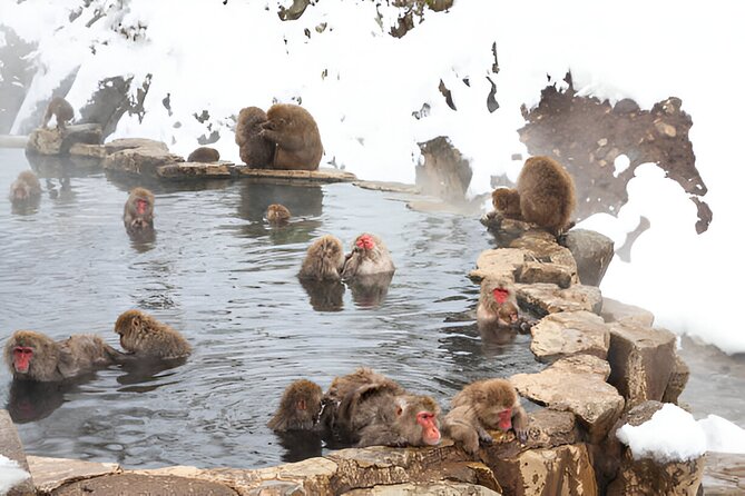 Nagano Snow Monkeys, Zenko-ji & Obuse Private 1-Day Tour