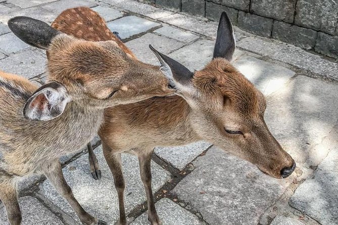 Nara Private Day Trip - Enjoy Your First-Time Visit to Nara! - Meeting and Ending Points