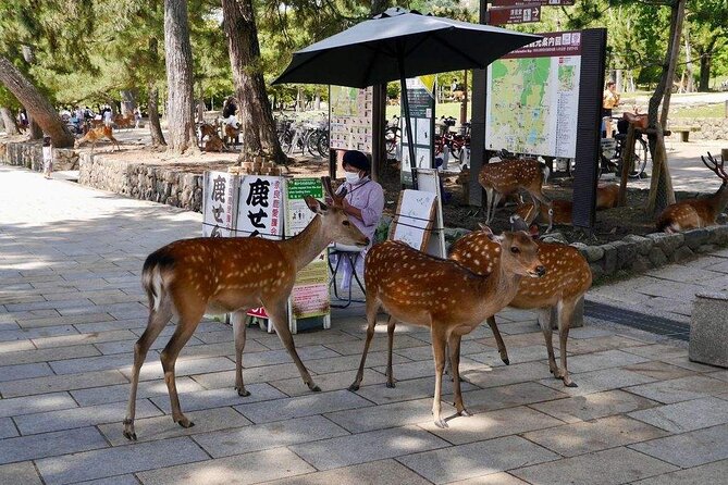 Nara, Todaiji Temple and Kuroshio Market One Day Tour From Osaka