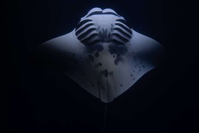 Night Manta Ray Snorkel With Videos