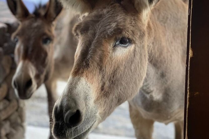 Oatman – Old Western Town RT66 Museum Black Mountain Scenic Drive