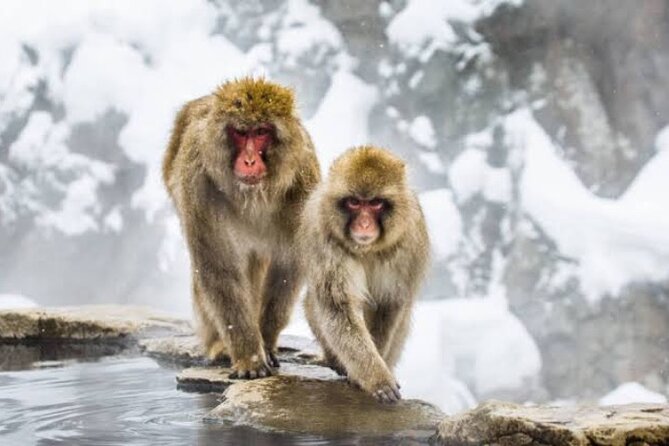 One Day Snow Monkeys Zenko Ji Temple and Sake in Nagano
