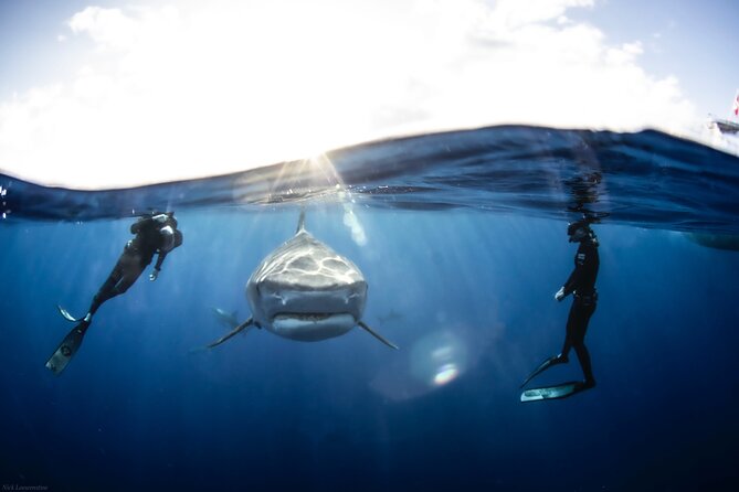 Open Water Shark Dive
