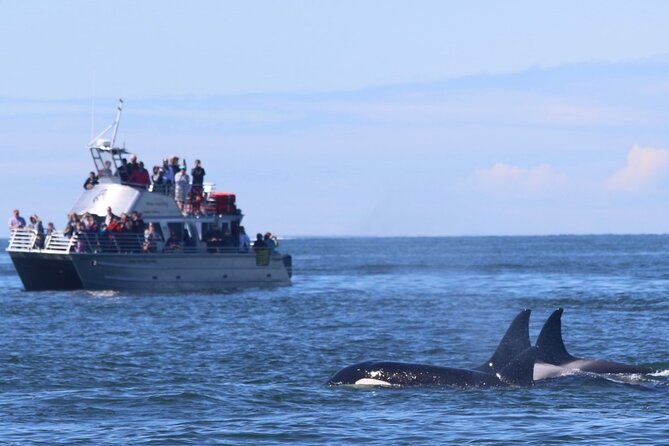 Orca Whale Tour From Orcas Island - Tour Inclusions and Amenities