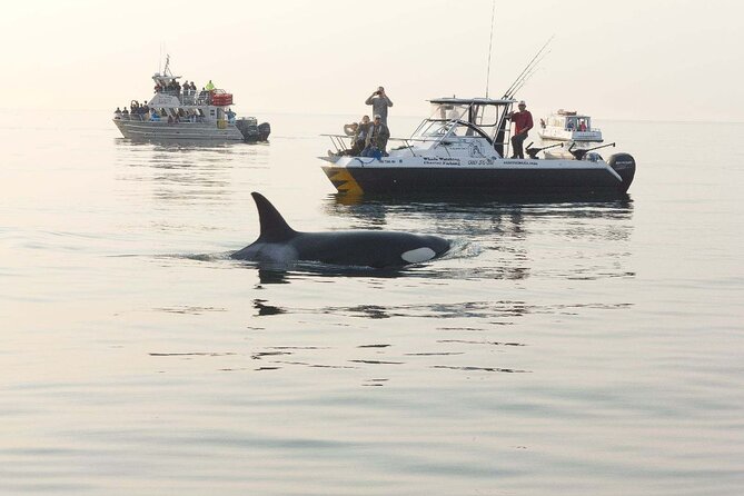 Orcas Island Whale Watching - Overview and Experience