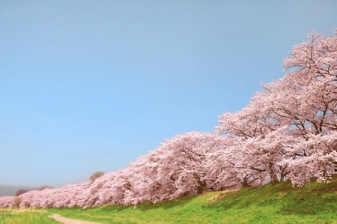 Osaka and Kyoto Stunning Cherry Blossoms and Sakura Cruise Tour