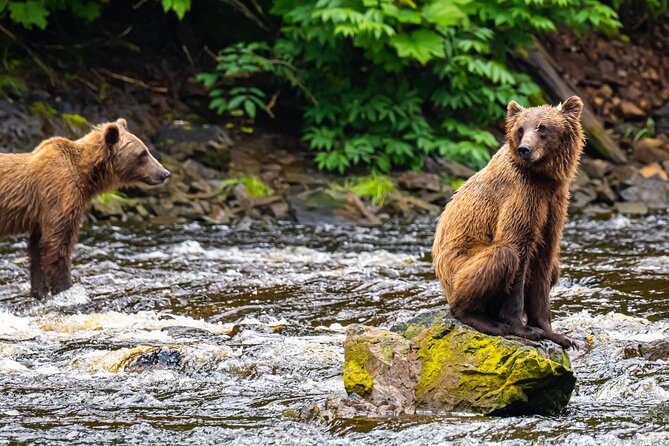 Peak Season Bear Viewing By Seaplane - Experience the Thrill of Bear Viewing