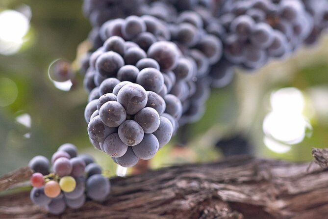 Private All-Inclusive Santa Ynez Wine Tour From Santa Ynez Valley