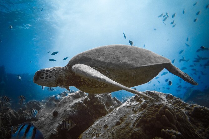 Private Boat Cruise of Waikiki! Snorkel, Sightseeing, Sea Life!