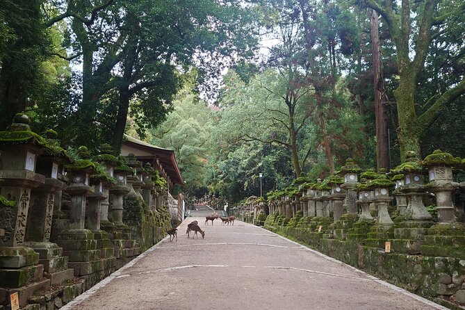 Private Nara Experience With Local Guide
