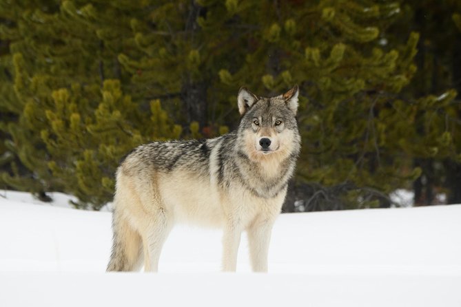 Private Yellowstone Wildlife Sightseeing Tour