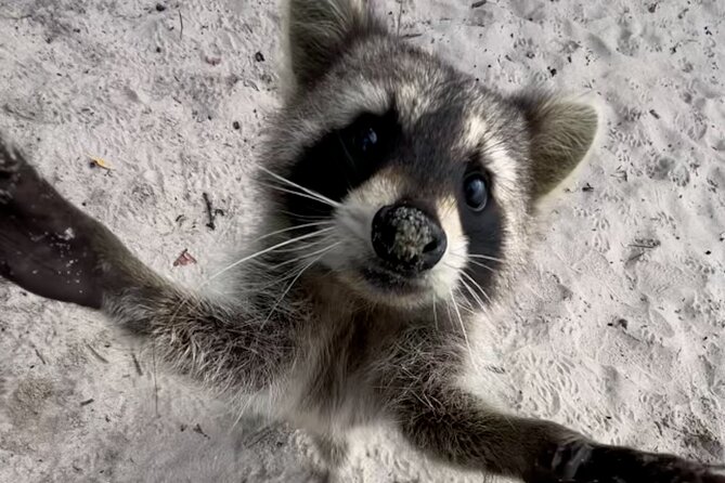 Raccoon Island Boat Tour – Indian Creek, Sanbar and Raccoons