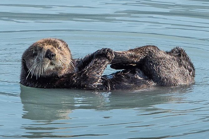 Resurrection Bay Spring Wildlife Cruise