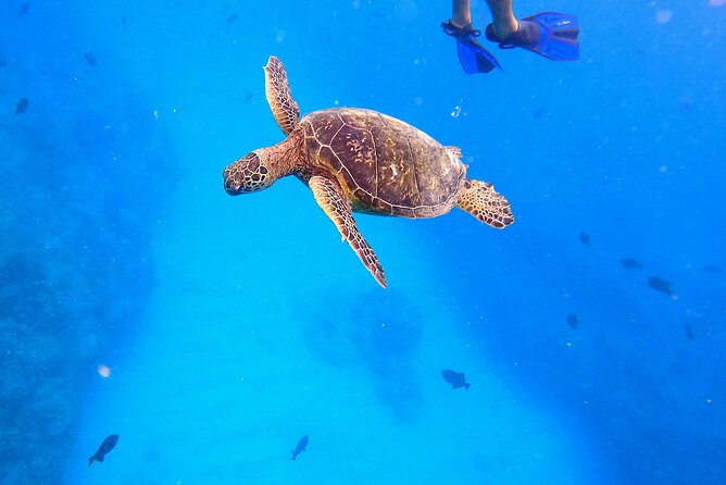 Sail and Turtle Snorkeling Tour in Waikiki