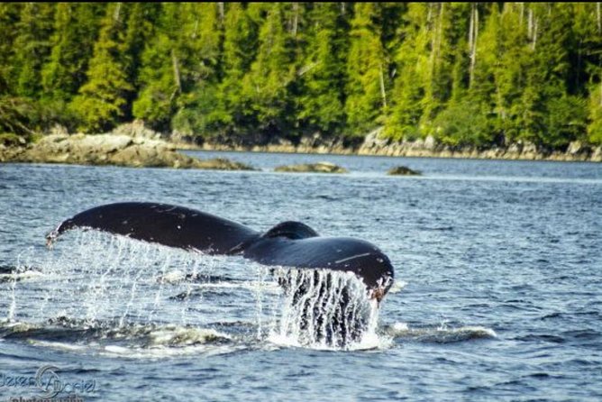 Saltwater Expedition Sightseeing & Wildlife – 6 Passenger Boat