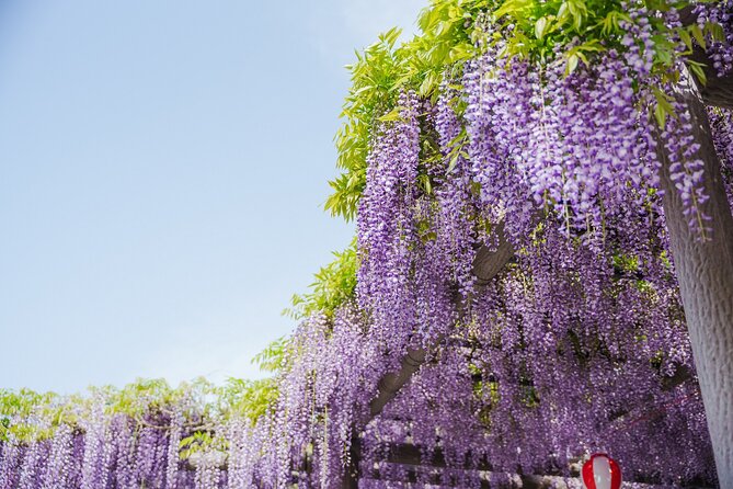 Scenic Tour of Kuroki and Nakayama Wisteria in Fukuoka YokaBus