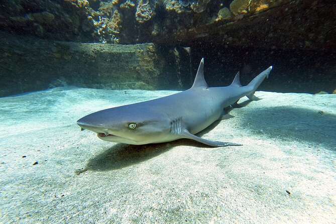 Scuba Diving in Maui With No Experience Needed