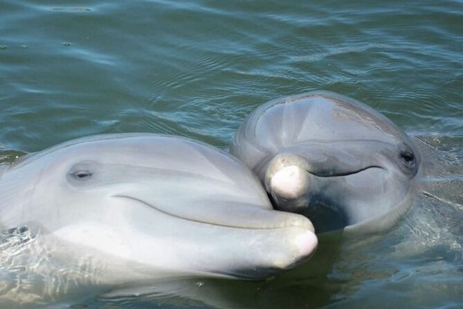 Sea Screamer Cruise – 2 Hour Dolphin Watch Tour in South Carolina