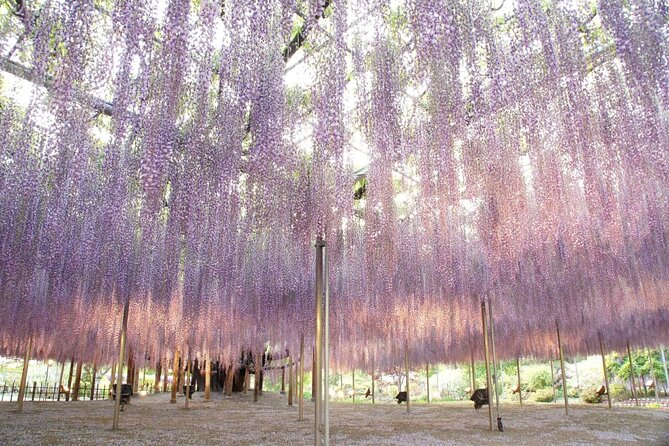 Seasonal Colors at Ashikaga Flower Park From Karuizawa