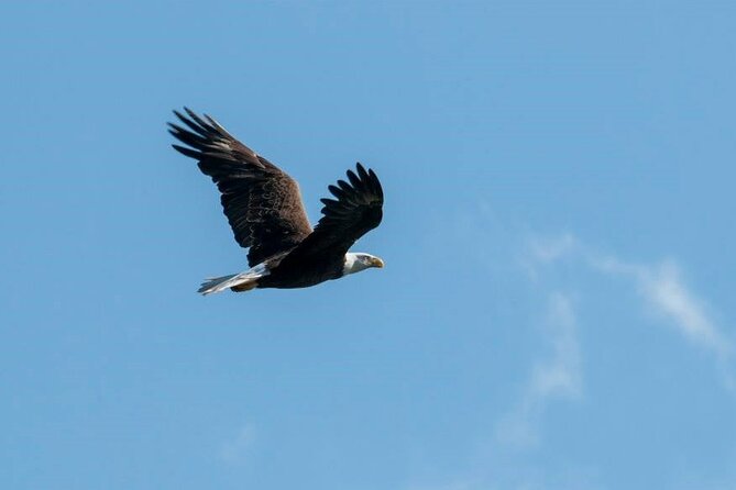 See Crystal River National Wildlife Refuge Sightseeing Cruise
