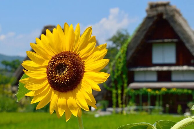 Shirakawago Gujo Hachiman and Hida Takayama One Day Tour | Nagoya