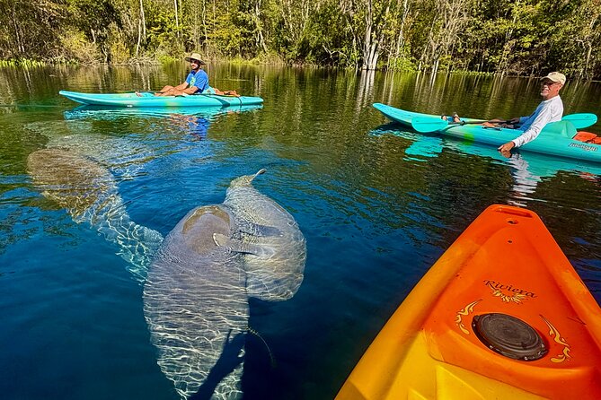 Silver Springs Premium Florida Manatee & Wildlife Experience