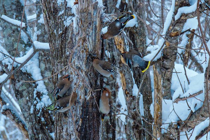 Snowshoe Adventures and Onsen Bliss Winter Escape in Furano - Snowshoe Trekking in the Winter Wonderland