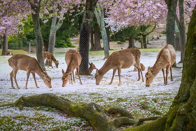 Taste of Nara A Guided Half Day Food Tour Tailored to Your Taste - Tour Overview