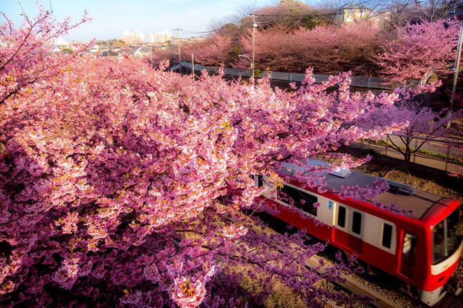 Tokyo Kawazu Sakura Festival With Scenic Train and Pick up