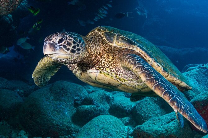 Try Scuba Diving on Kaua’I With Sea Turtles