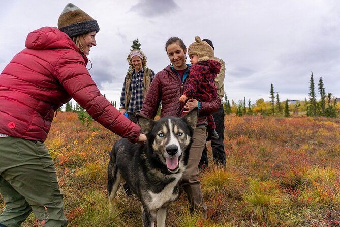 Tundra Walk With Free Running Sled Dogs - Experience the Beauty of the Tundra
