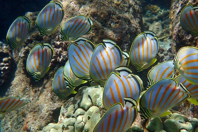 Turtle Town Clear Kayak & Snorkel Tour (11am-1pm)