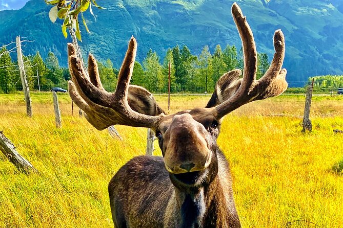 Ultimate Anchorage Summer Wildlife Tour