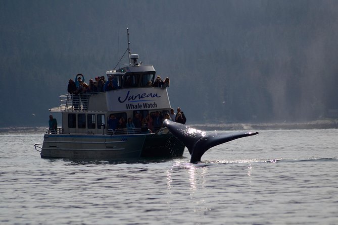 Ultimate Juneau Whale Watch