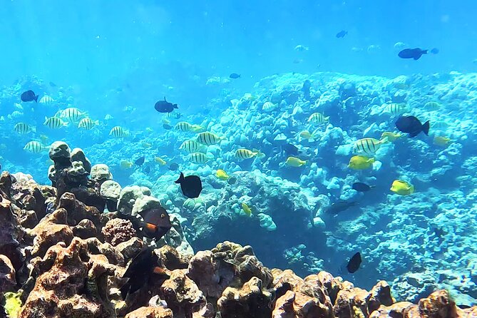 Unlimited Guided Snorkeling Tour for Beginners Plus