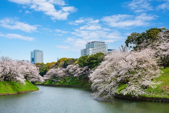 VIP Cherry Blossom Tour by Limousine With Exclusive Dinner