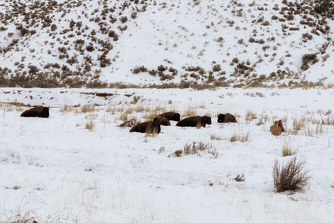 VIP Private North Yellowstone National Park Winter Excursion