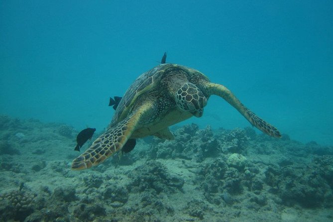 Waikoloa Catamaran Morning Snorkel Inluding Lunch