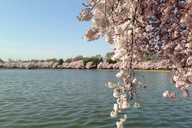 Washington D.C. Cherry Blossom 1-Day Tour From New York