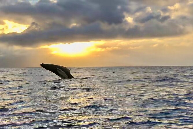 West Maui Sunset Whale Watch