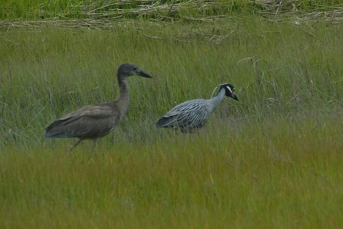 Wetlands Safari Eco-Cruise in Cape May (Birding By Boat)