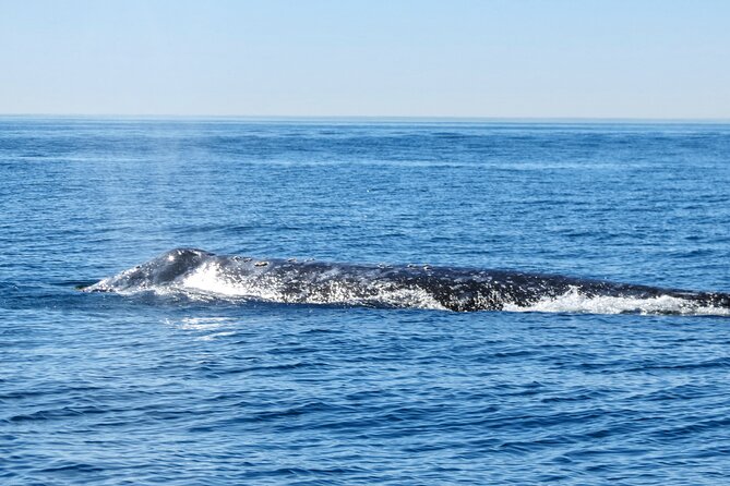 Whale and Dolphin Watching in San Diego - Meeting and Safety Details