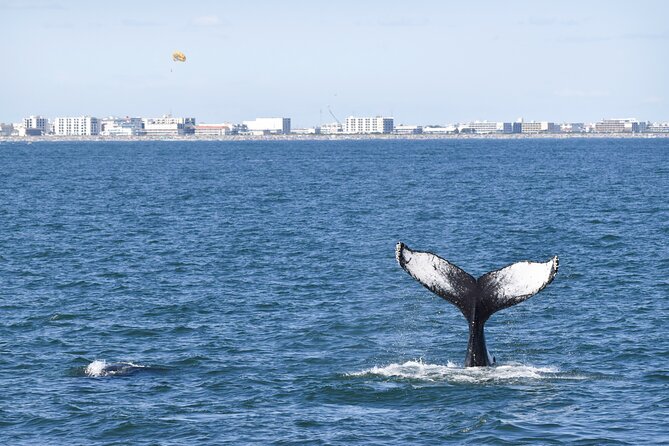 Whale Dolphin and Bird Watching Ecotour Cruise
