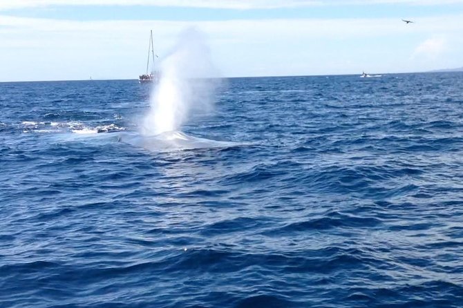 Whale Watching and Fishing Combination Excursions - Overview of the Excursion Experience