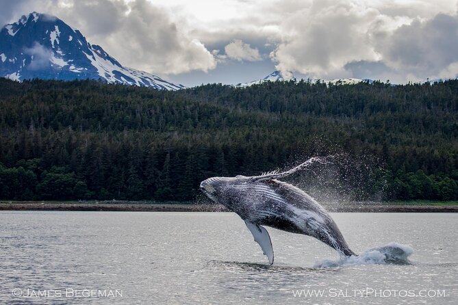 Whale-Watching, Icy Point, Hoonah , Whales, Orca, Killer-Whales. - Overview of the Whale-Watching Tour