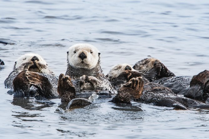 Whale Watching Monterey Bay Semi-Private Limited to 6 People Max - Tour Overview and Highlights