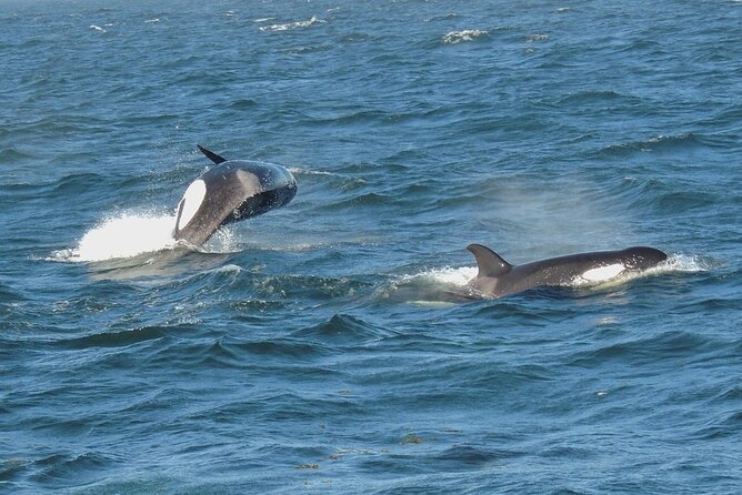 Whale Watching Tour From Anacortes - Tour Overview
