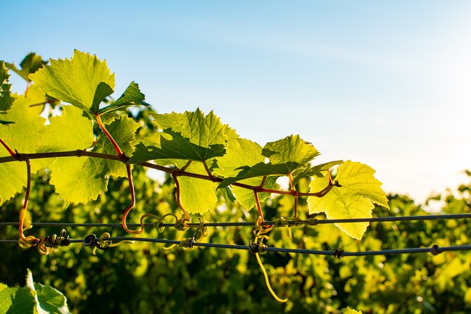 Willamette Wine Tour From Newberg (Tasting Fees Included)